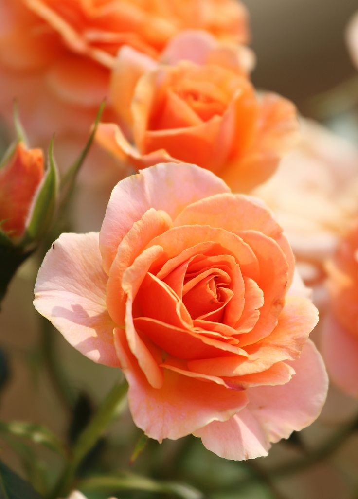 an orange rose is blooming in the garden