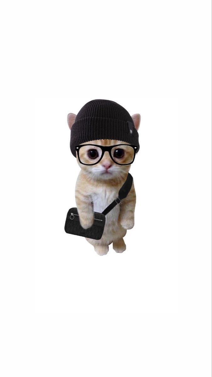 a cat wearing glasses and a hat with a camera attached to it's neck