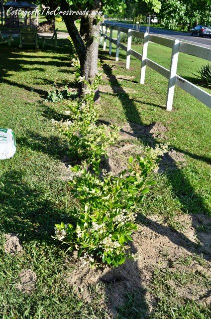 a small tree growing in the middle of a yard next to a white picket fence