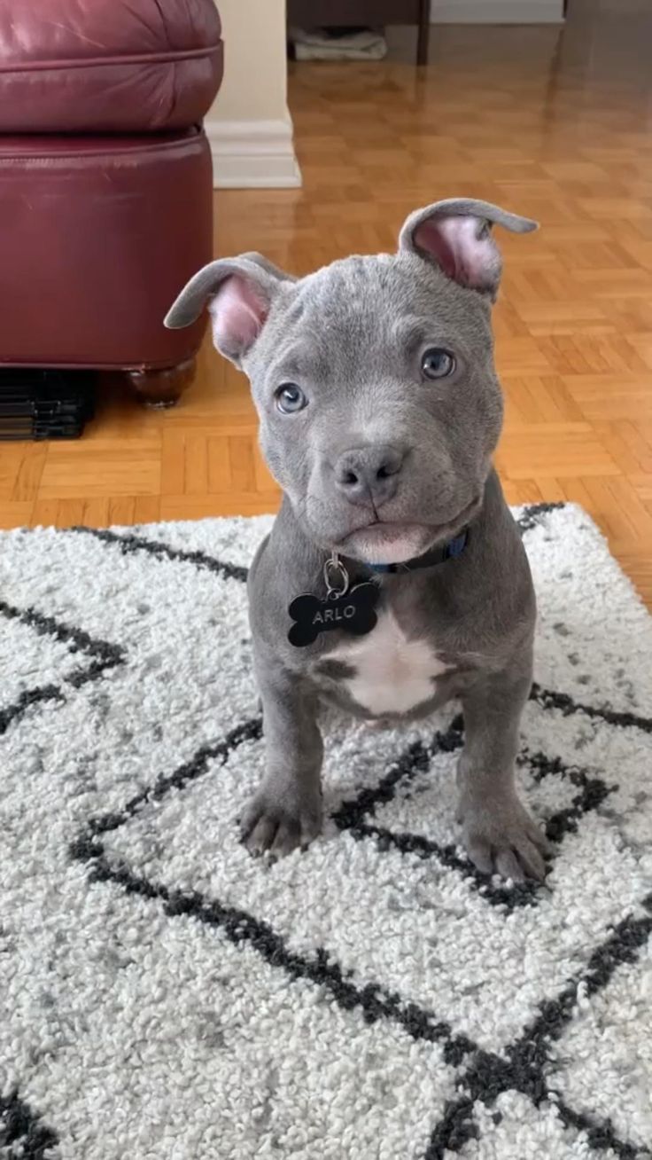 a small gray dog sitting on top of a rug