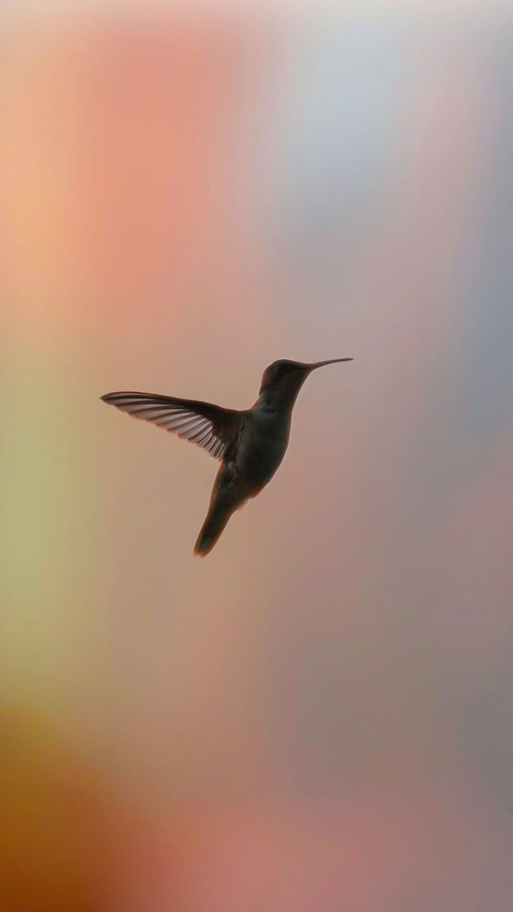 a hummingbird flying through the air with its wings spread