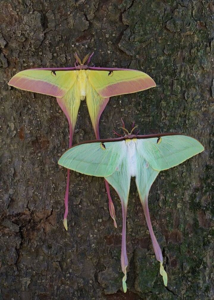 two large moths sitting on the bark of a tree