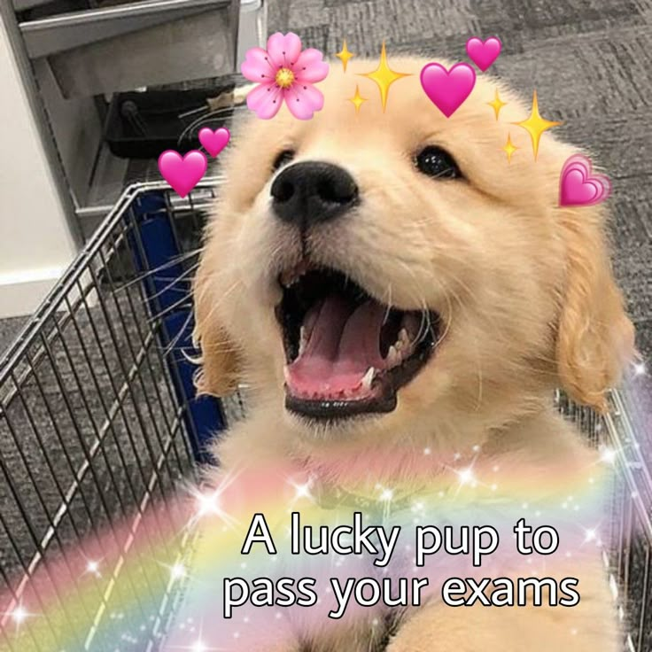 Puppy, Cute, Good luck, luck Good Luck Exams Funny, Good Luck Studying, Cute Good Luck Images, Good Luck Meme Funny, Good Luck Cute Message, Exam Pfp, Good Luck Exams Motivation, Goodluck Message For Exams, Goodluck Message For Exam Aesthetic