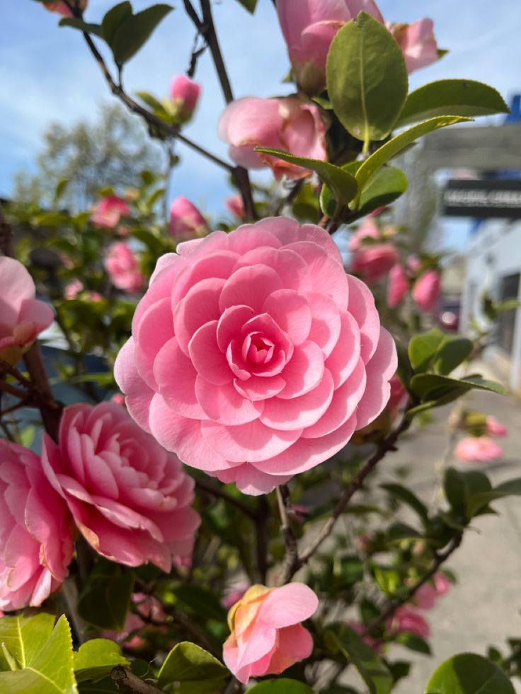 pink flowers are blooming in the garden