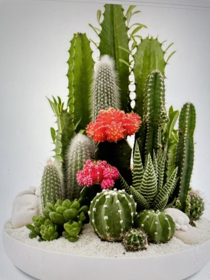 an arrangement of cactus and succulents in a white bowl