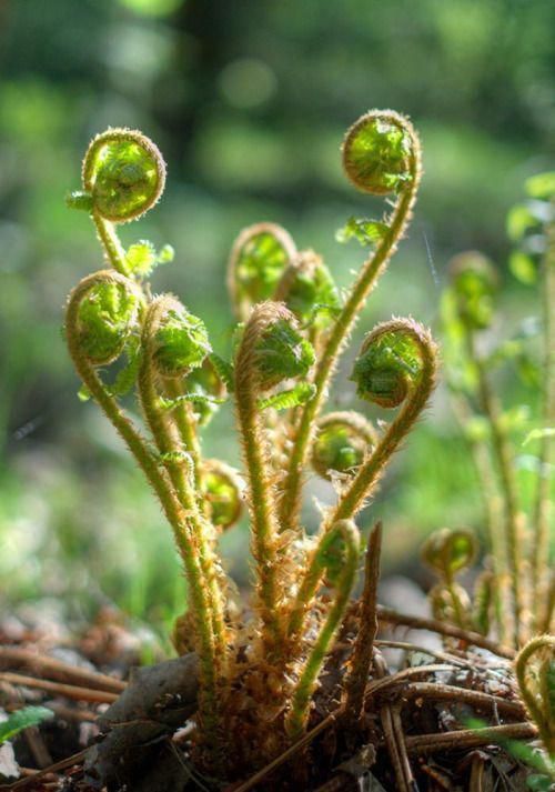 small green plants growing out of the ground in front of some grass and dirt with trees in the background