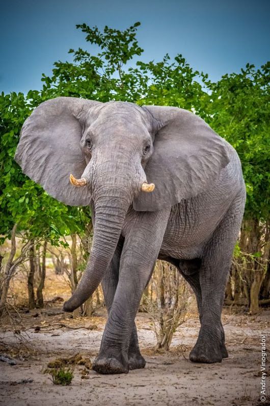 an elephant standing in front of some trees