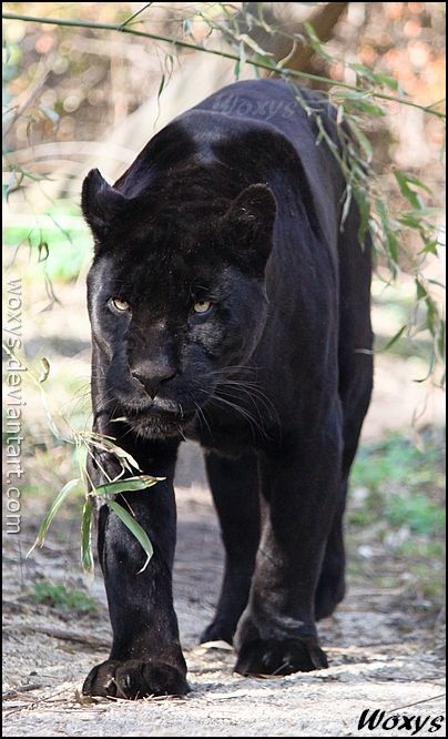 a large black panther walking across a dirt road next to a tree filled with leaves