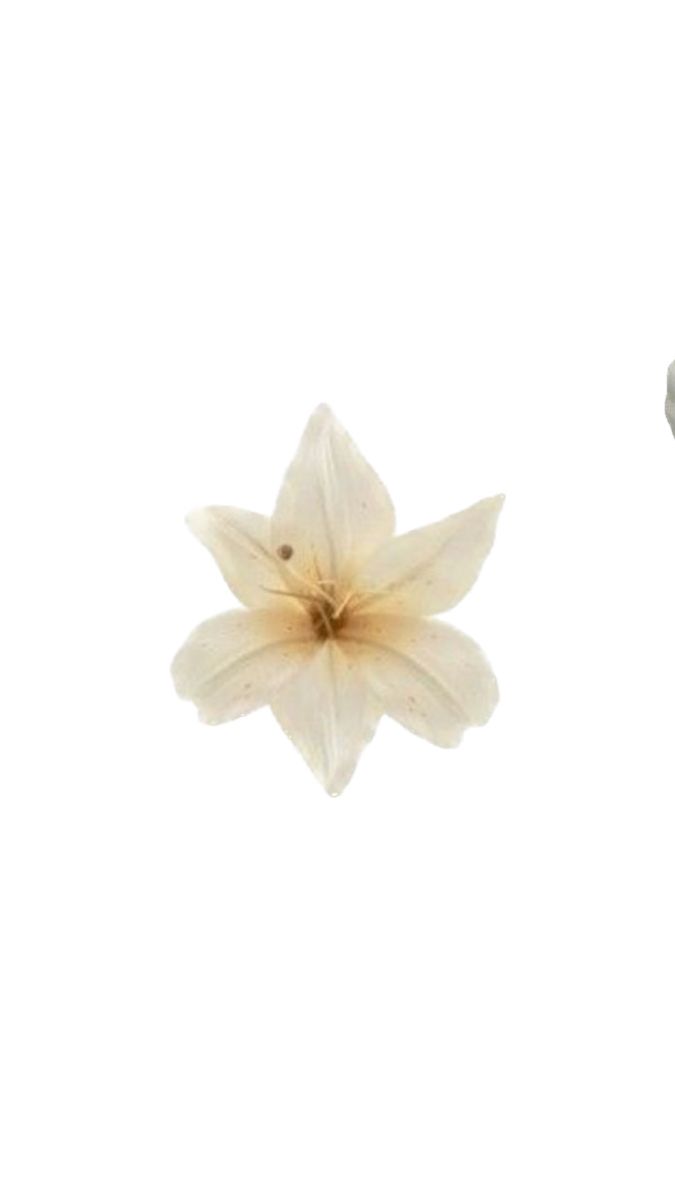 two small white flowers on a white background