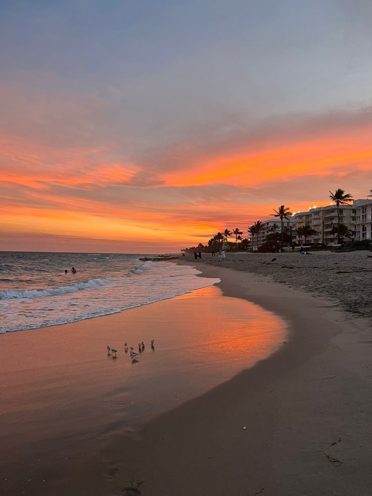 birds are walking on the beach as the sun sets