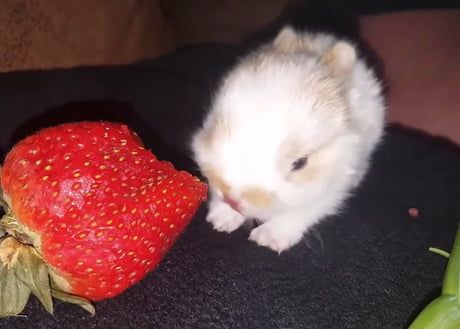 a small white hamster sniffing at a strawberry on a black surface with green stems