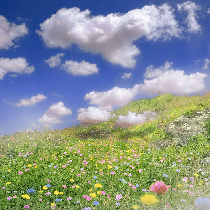 a field full of flowers and clouds in the sky