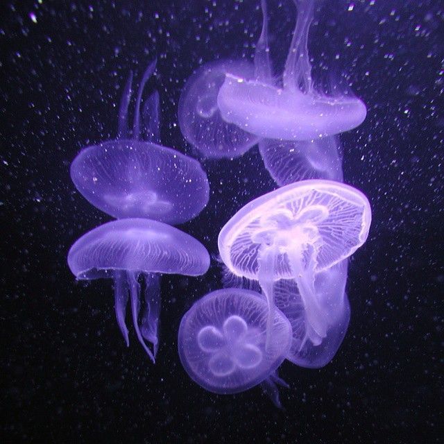 three jellyfish swimming in the dark water