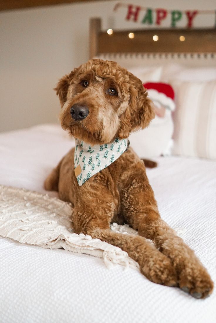 a brown dog sitting on top of a bed