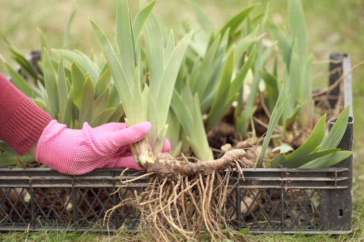 a person in pink gloves is holding up some plants