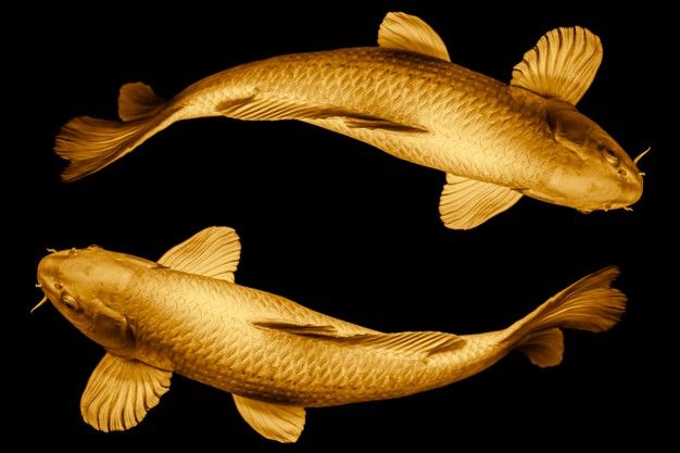 two gold fish swimming side by side on a black background