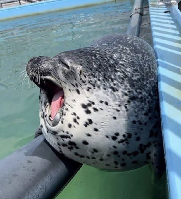 a gray seal with it's mouth open sitting on the side of a boat