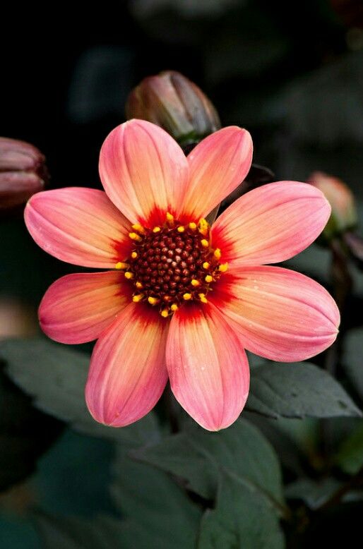 a pink flower with yellow center surrounded by green leaves