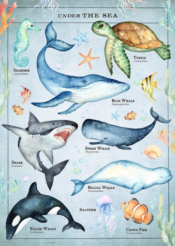 a poster with different sea animals on it