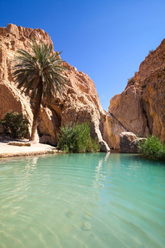 there is a palm tree in the middle of the water near some rocks and trees