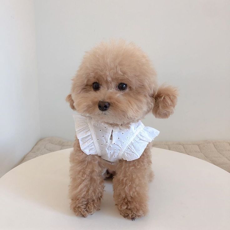 a small brown dog sitting on top of a white table