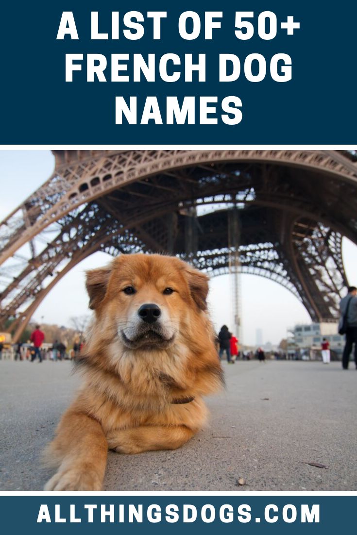 a dog sitting in front of the eiffel tower with text overlay that reads, a list of 50 + french dog names