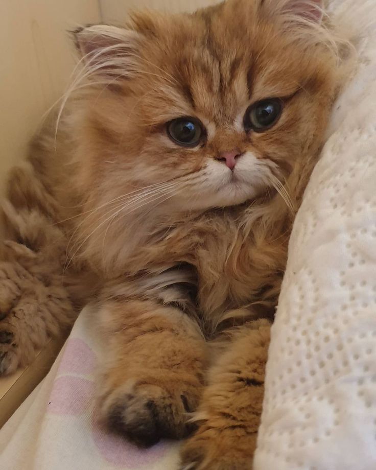 a fluffy orange cat laying on top of a bed