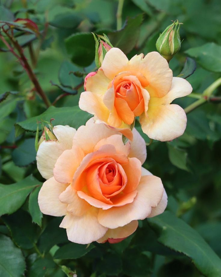 two peach colored roses blooming in the garden