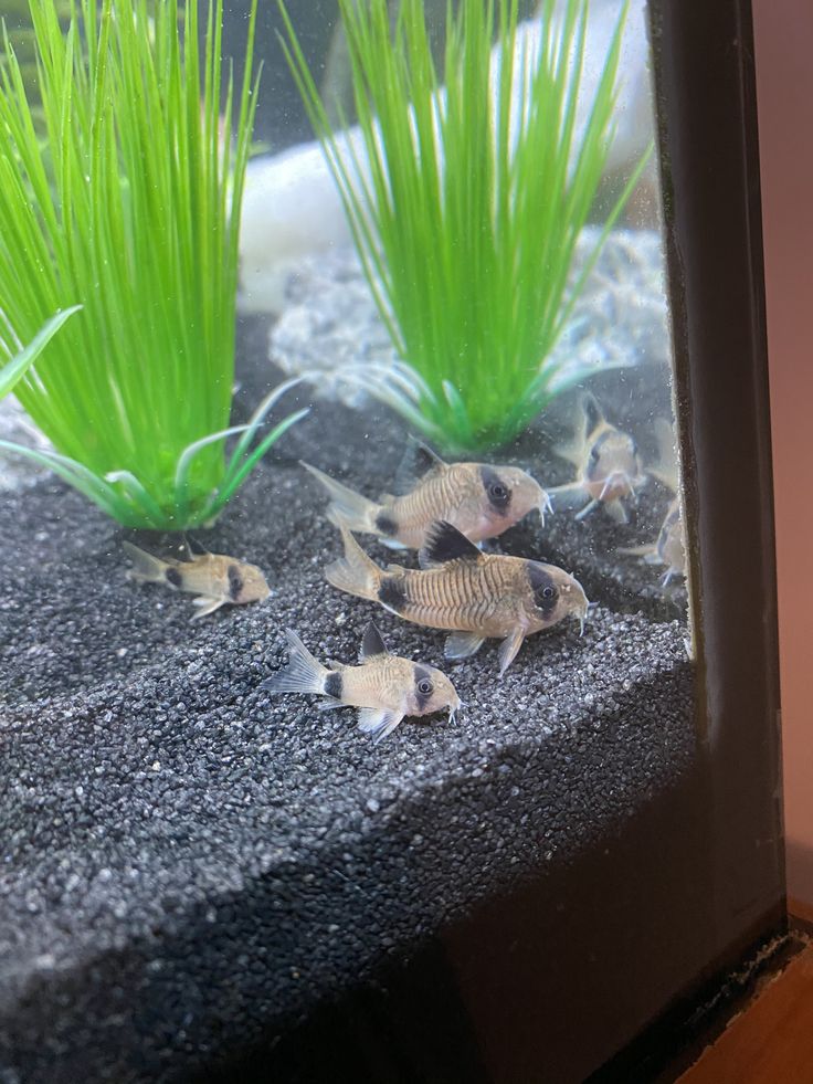 small fish in an aquarium with grass growing out of it