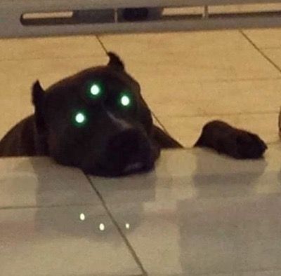 a black dog with glowing green eyes laying on the floor