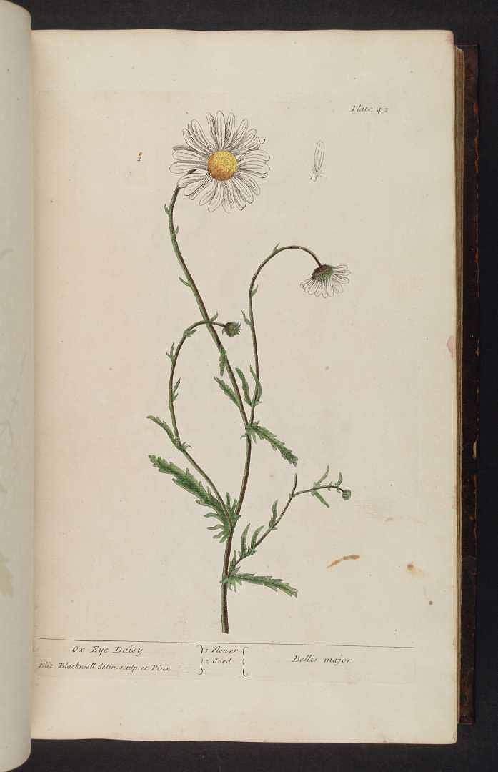 an open book with a drawing of a flower