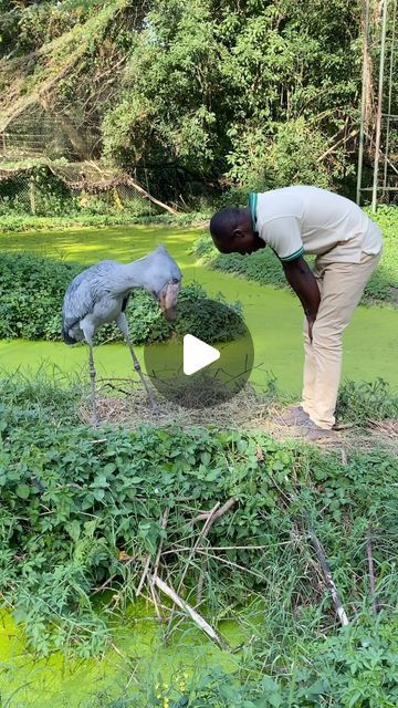 a man standing next to a bird on top of a lush green field