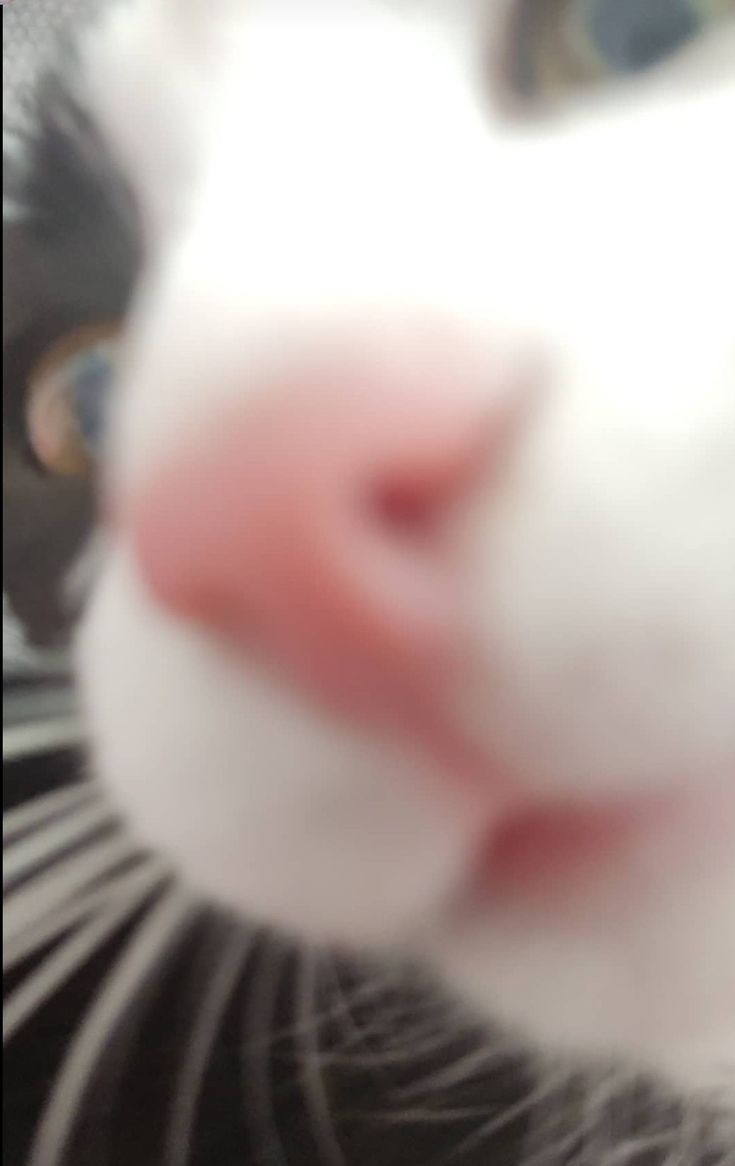 a close up view of a white and black cat's face