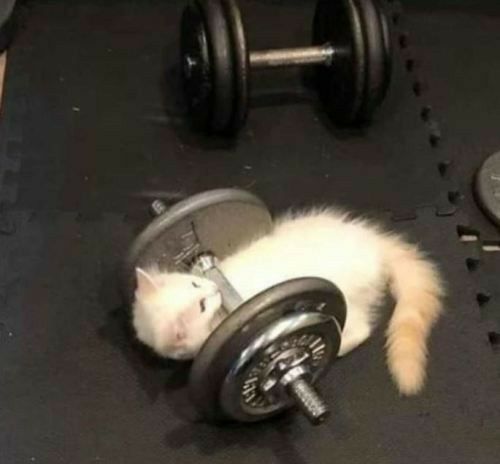 a white cat laying on top of a gym floor next to two dumbbells