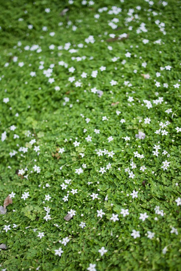 small white flowers are growing on the green grass in an area that looks like it has been