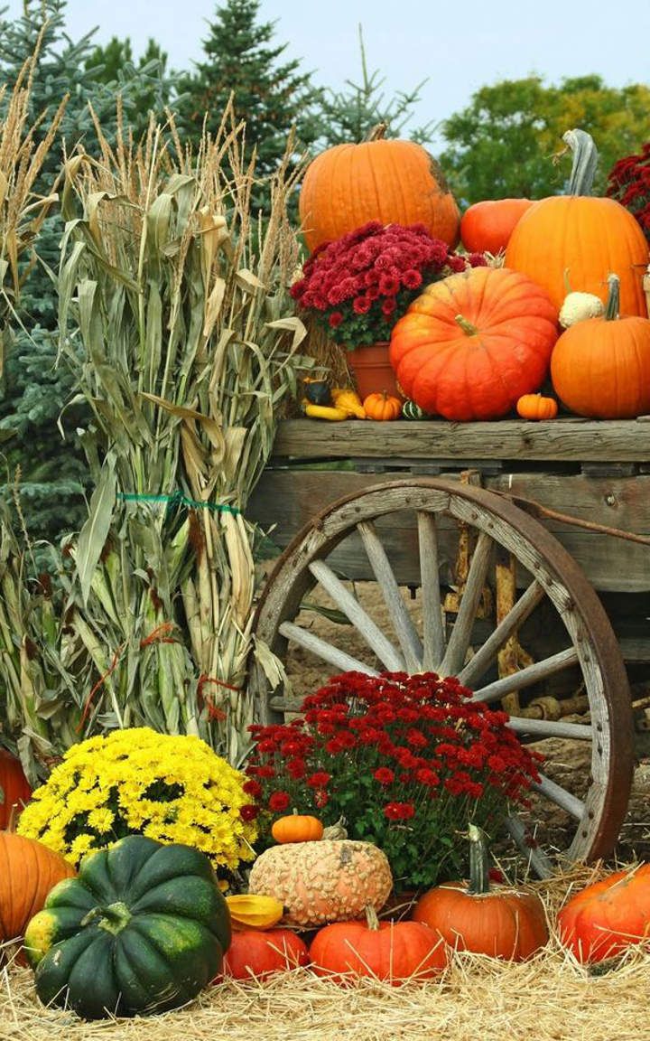 pumpkins and gourds are arranged in front of an old wooden wagon filled with hay