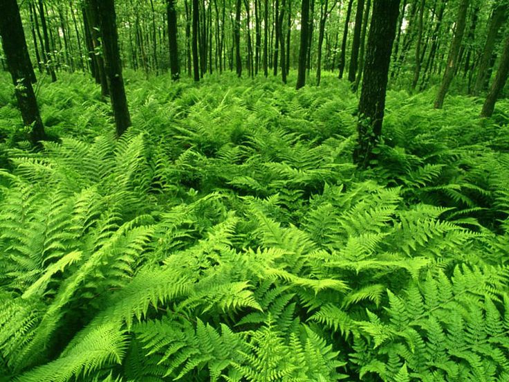 a lush green forest filled with lots of trees and plants in the middle of it