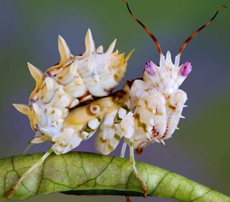 two bugs sitting on top of a green leaf covered in white and pink flowers,