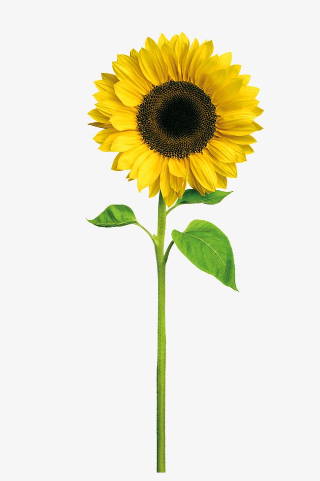 a single sunflower with green leaves on a white background