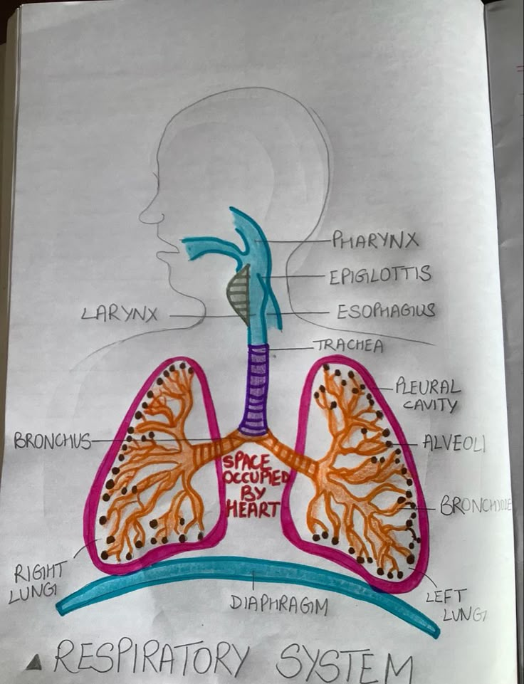 a diagram of the human body and its major organ systems is shown in this drawing