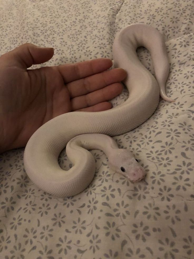 a hand holding a white snake on top of a bed next to it's head