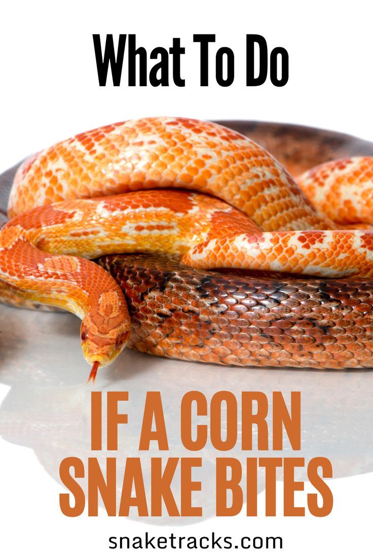 a close up of a snake on a plate with the words, what to do if a corn snake bites