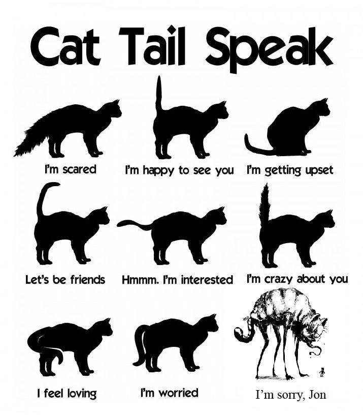 Understanding the cat tail. | Cat tail, Cat facts, Cat language