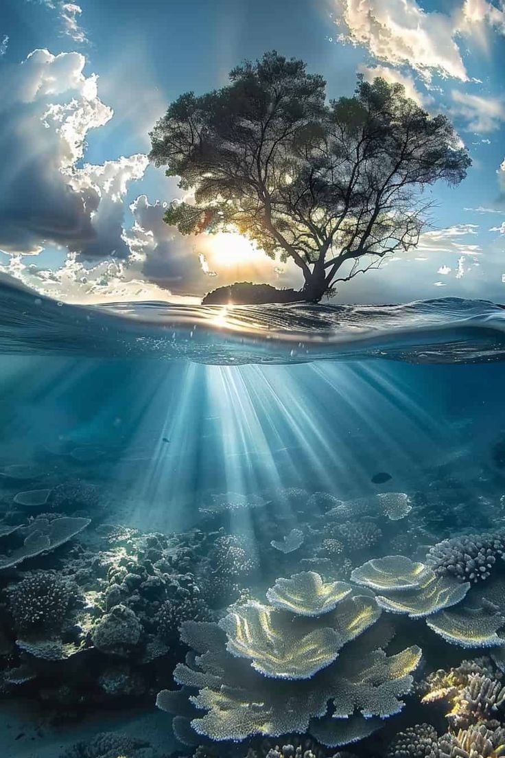 the sun is shining through the clouds over an underwater coral reef with a tree on it