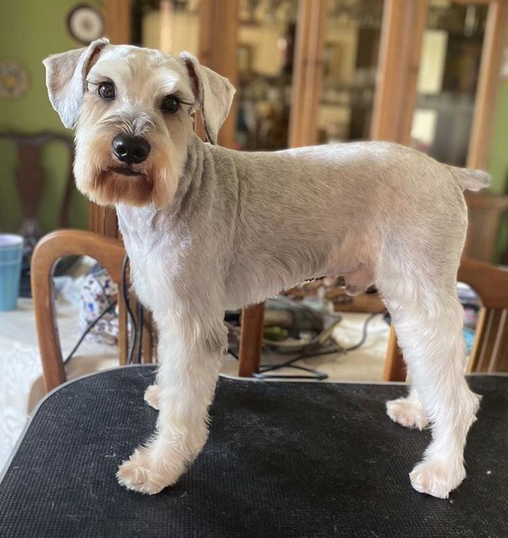 a white dog standing on top of a chair