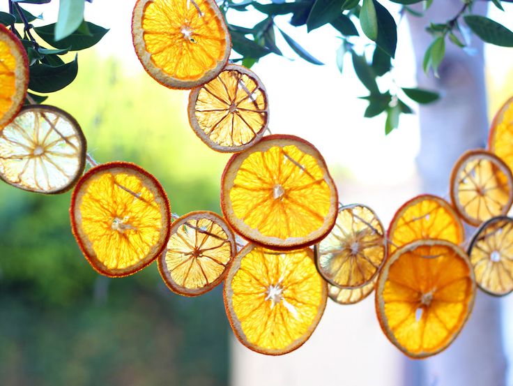 orange slices hanging from a tree in front of a window