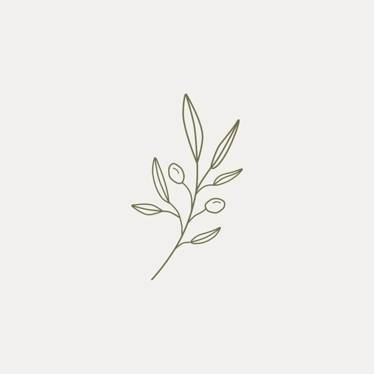 an olive branch with leaves on a white background