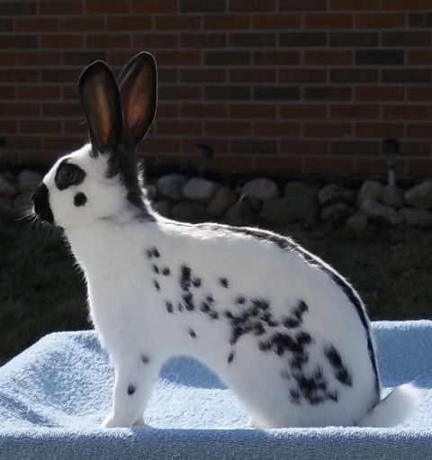 a black and white rabbit sitting on top of a blanket