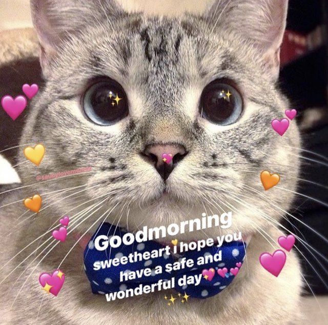 a cat with hearts around it's neck and the caption good morning sweetheart hope you have a safe and wonderful day