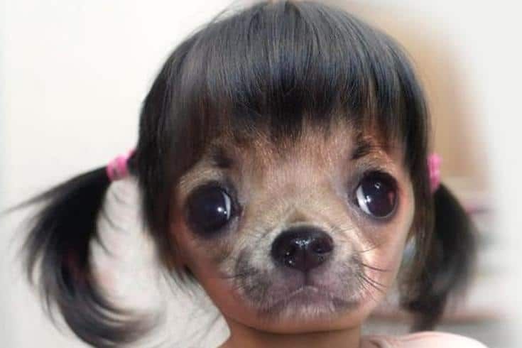 a small dog with long black hair is looking at the camera while wearing a pink shirt